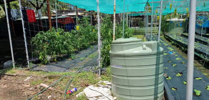 Les habitants de Tuvalu luttent pour cultiver leur nourriture malgré un sol salin et des conditions climatiques extrêmes. Ils ont besoin de soutien pour rester sur leurs îles ou migrer en toute dignité.