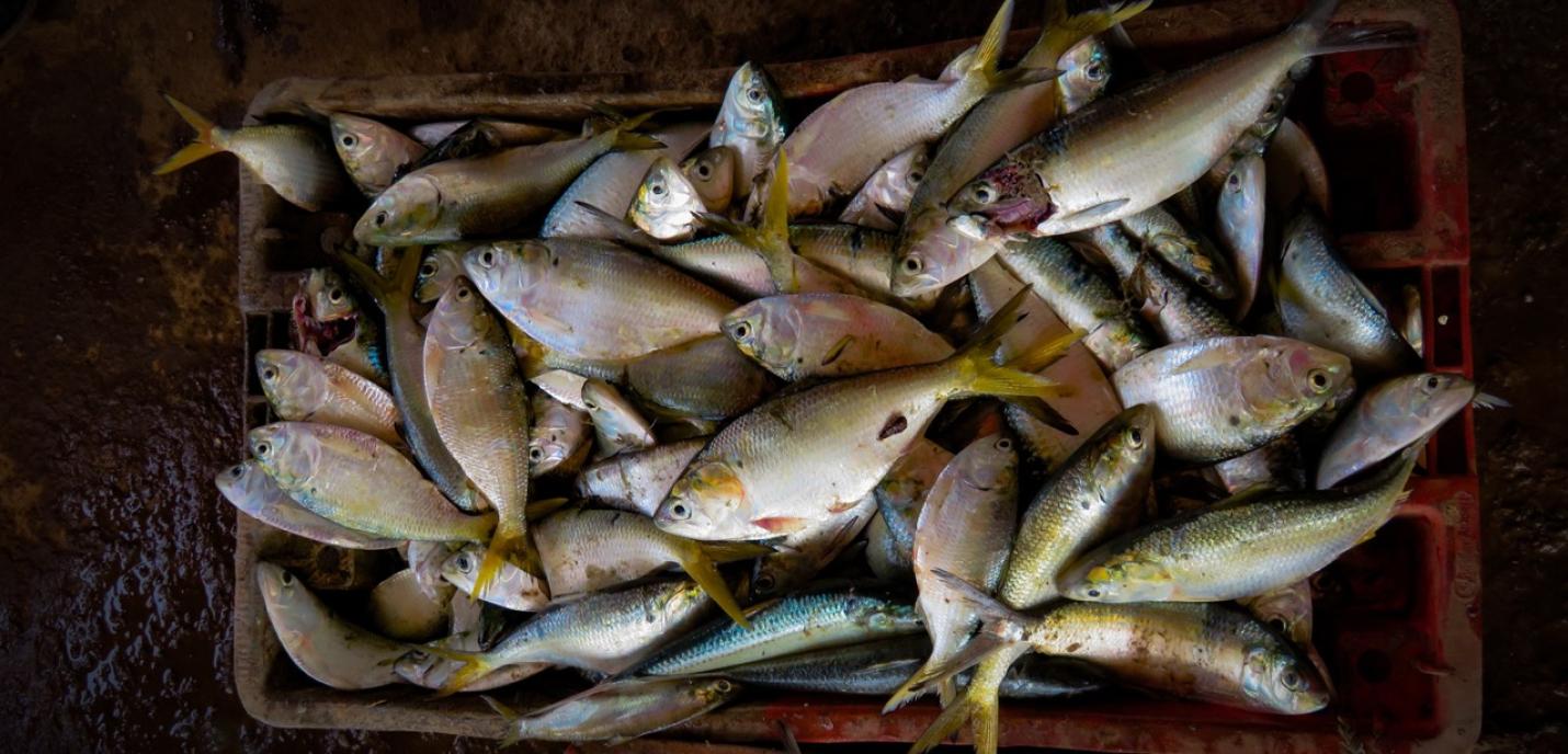 Des poissons mort